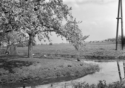 836761 Gezicht op een weiland met links een bloeiende fruitboom, vermoedelijk in de omgeving van Maarssen.